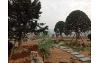 湖南華苑園林為韶山龐總別墅打造宜人庭院，綠化效果驚艷！
